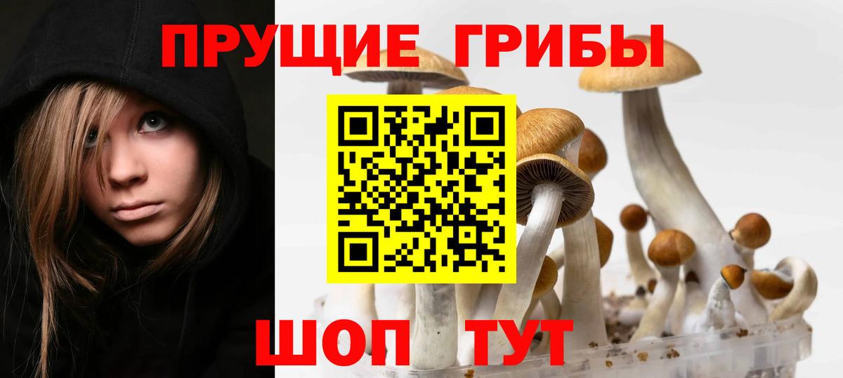 наркотики  Галлюциногенные грибы Psilocybe  Вход с VPN  Тихорецк 